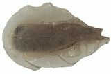 Fossil Seed Fern (Neuropteris) Pos/Neg - Mazon Creek #183287-1
